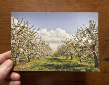 Postcards - Spring Orchard in Blue Mountains