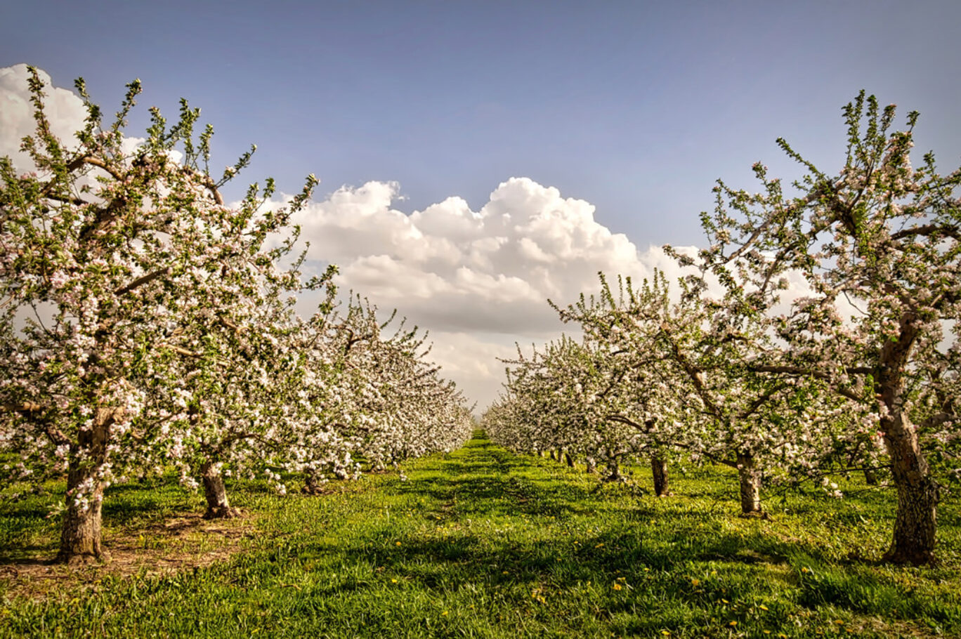 Spring Orchard (May 2017)