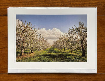 Greeting Card (Spring Orchard)
