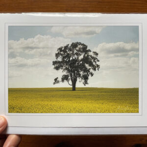 Greeting Cards - Canola Field Tree