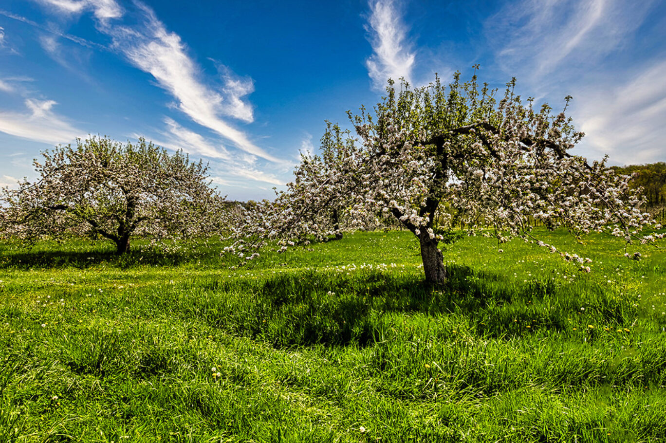 Spring Orchard, Grandma Lambes