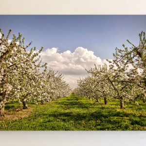 spring orchard