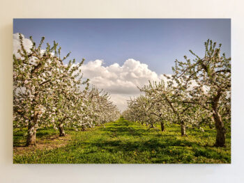 spring orchard