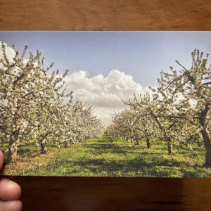 Postcards - Spring Orchard in Blue Mountains