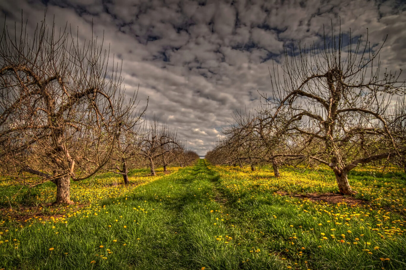 Spring Orchard (May 2016)