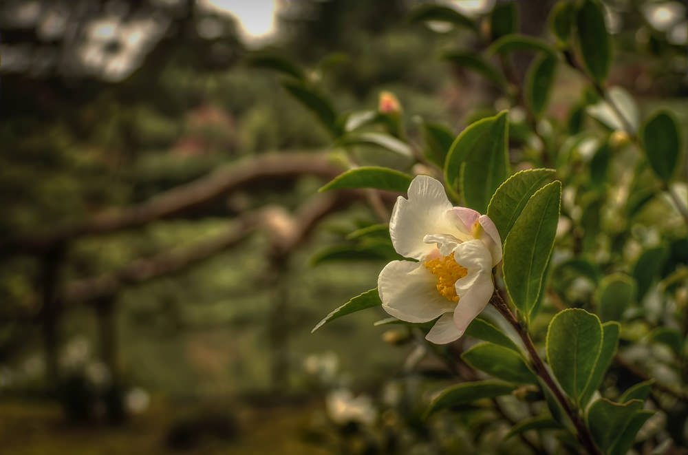 Rikugi-en Garden, Tokyo