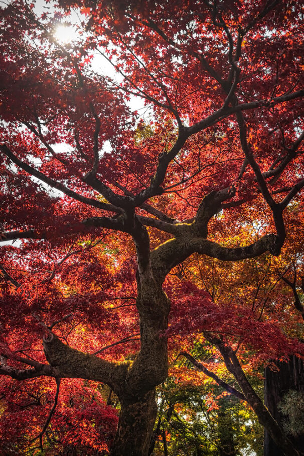 Tofukuji, Kyoto