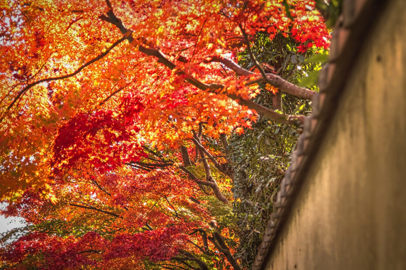Tofukuji, Kyoto