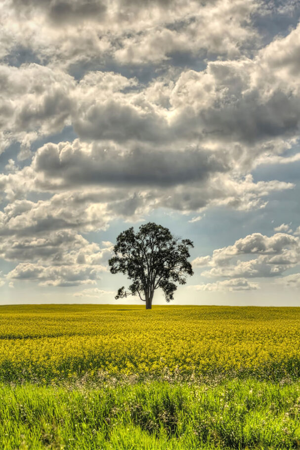 A Tree in Canola Field