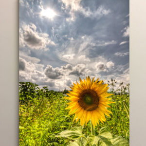 Capricious Summer