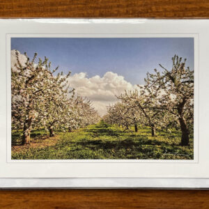 Greeting Card (Spring Orchard)