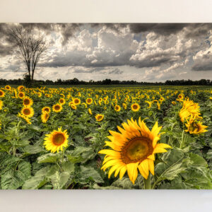 Sunflower Field