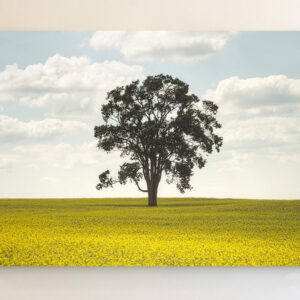 Tree in Canola Field