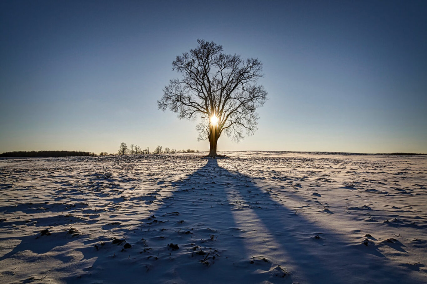 Tree of Life